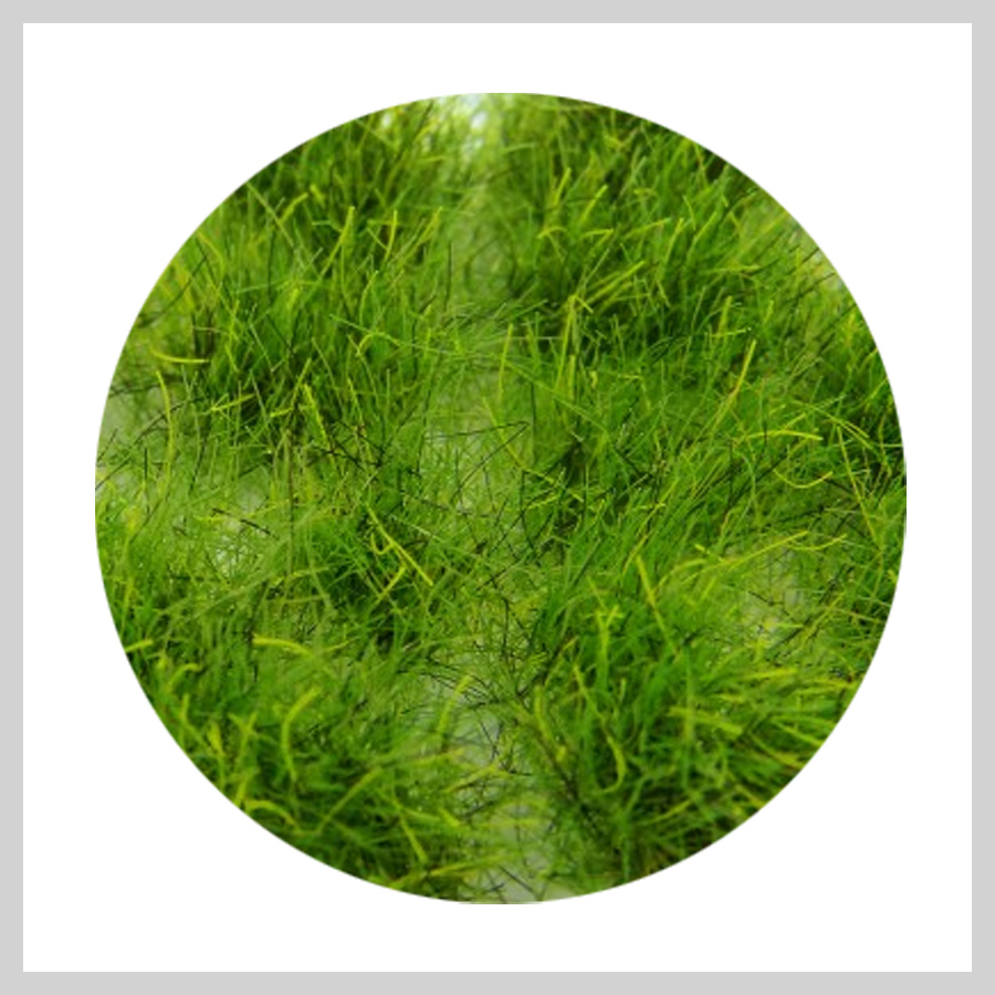 Green Stuff - Grass Tufts 12mm XL - Realistic Green